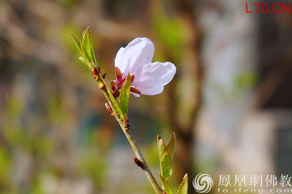 图片来源：网佛教文化 摄影：闫秀勇