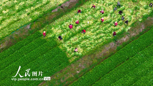 浙江杭州：人勤春来早