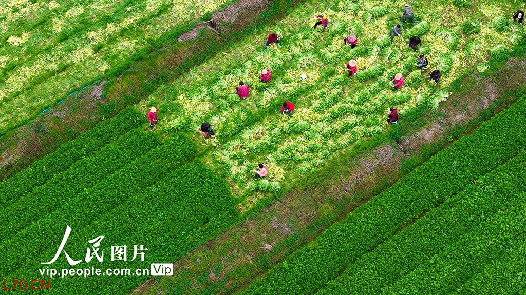 浙江杭州：人勤春来早